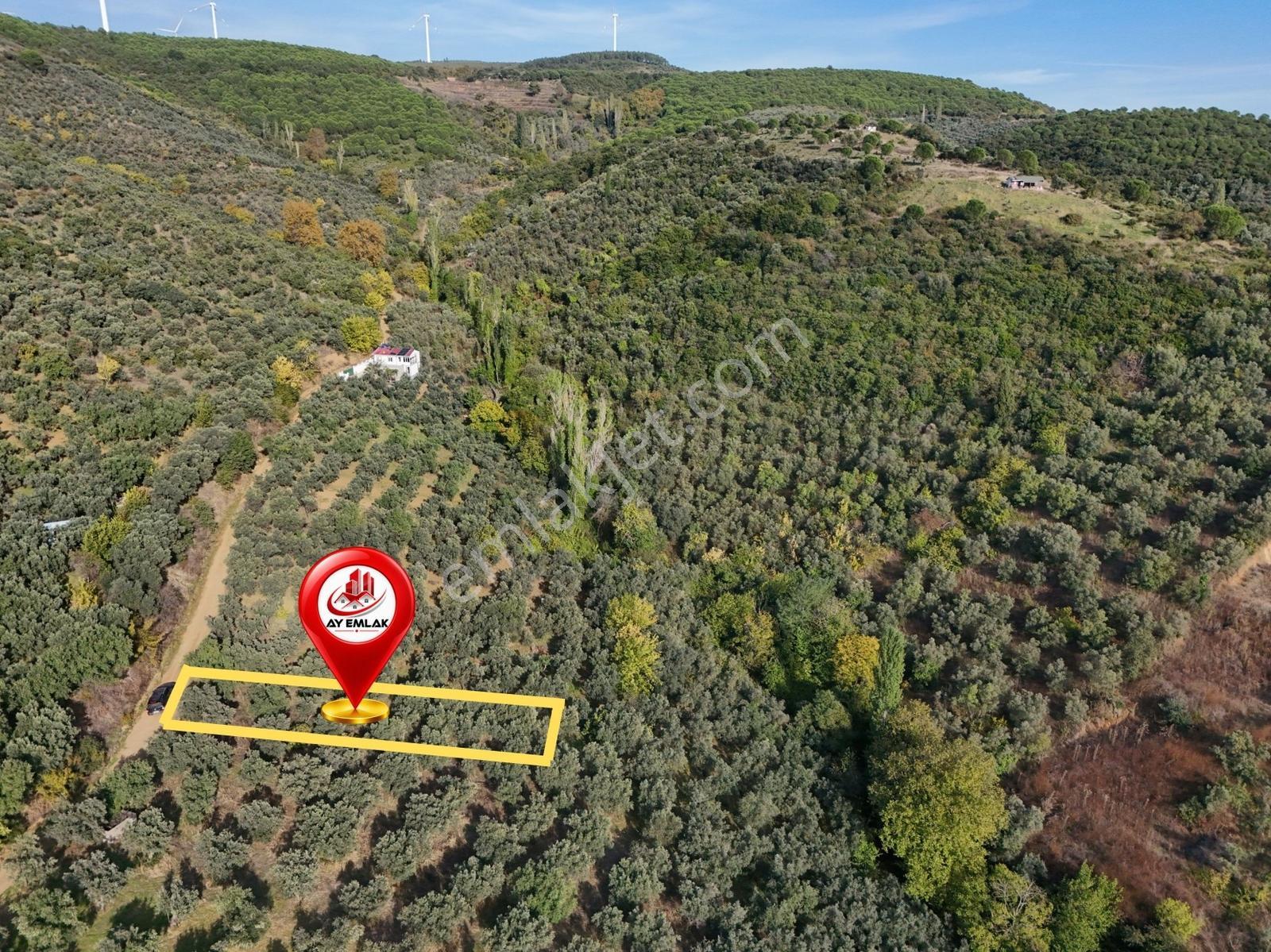 Ay Emlaktan Armutluda Satılık Zeytinlik 786 M² — fotoğraf 2