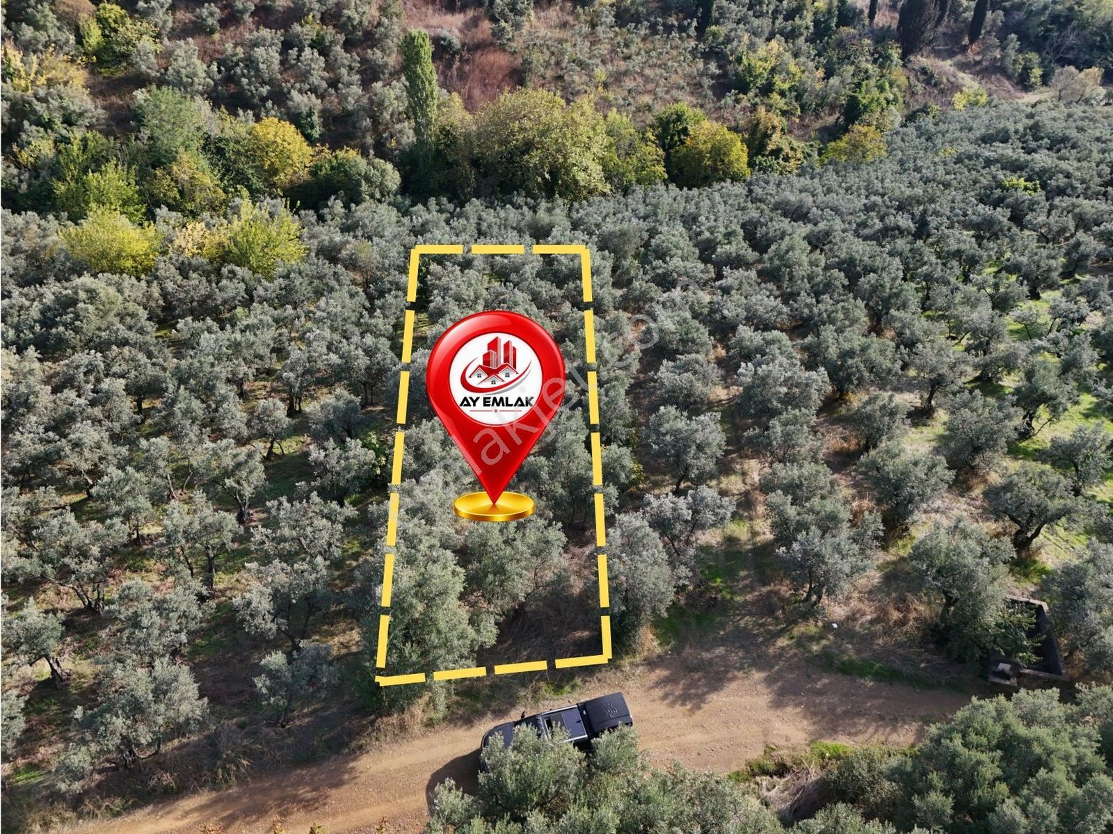Ay Emlaktan Armutluda Satılık Zeytinlik 786 M² — fotoğraf 3