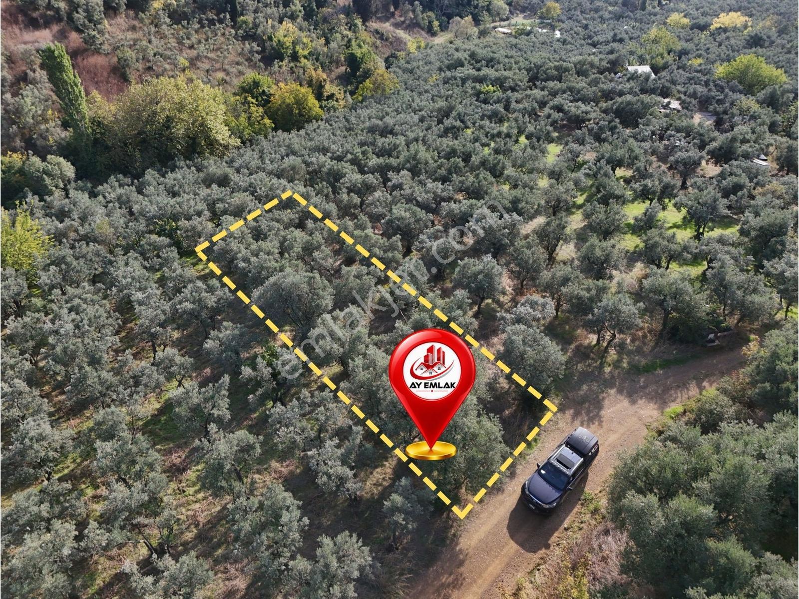 Ay Emlaktan Armutluda Satılık Zeytinlik 786 M² — fotoğraf 4