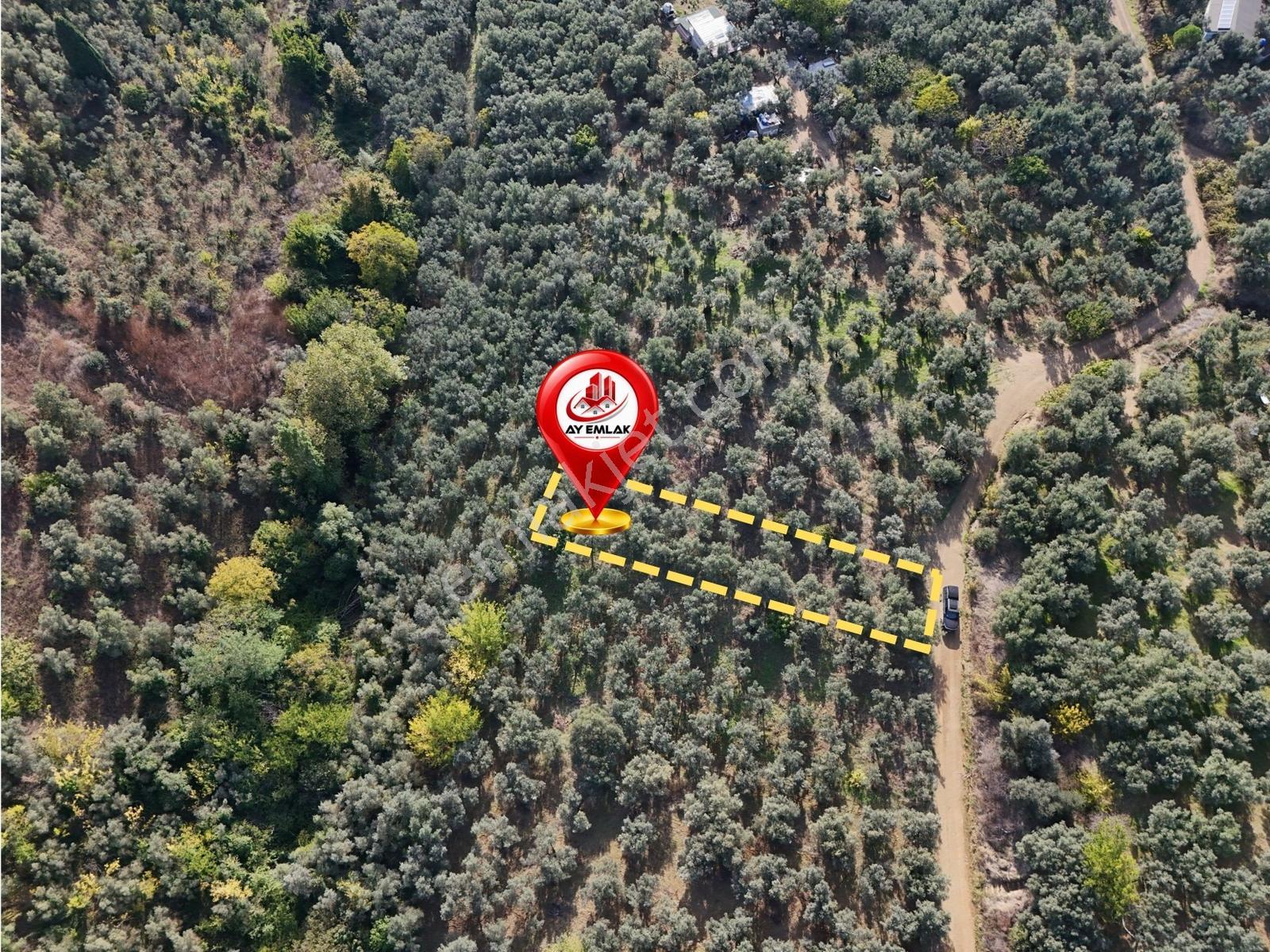 Ay Emlaktan Armutluda Satılık Zeytinlik 786 M² — fotoğraf 5