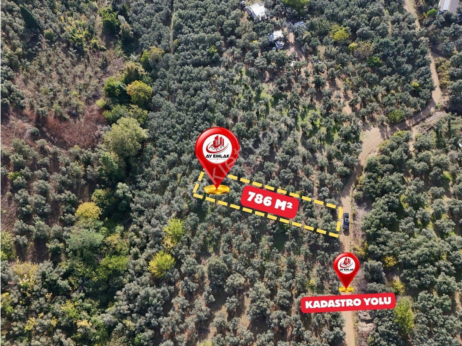 Ay Emlaktan Armutluda Satılık Zeytinlik 786 M² — fotoğraf 6