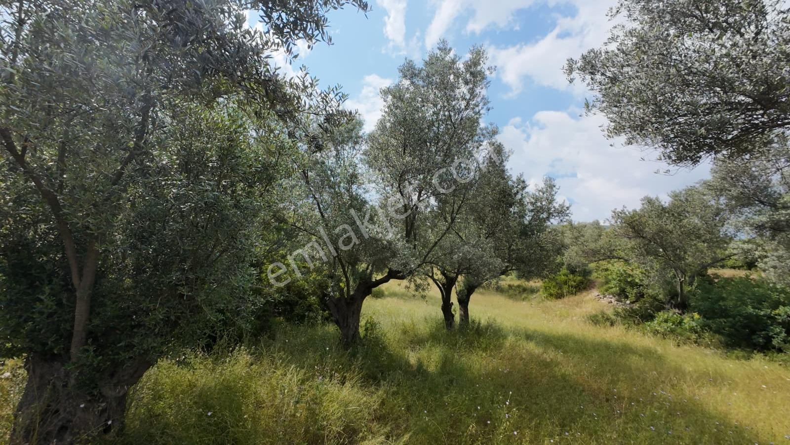 Bornova Erzene "papas Kuyusu" Mevkii 9.780m² Satılık — fotoğraf 2