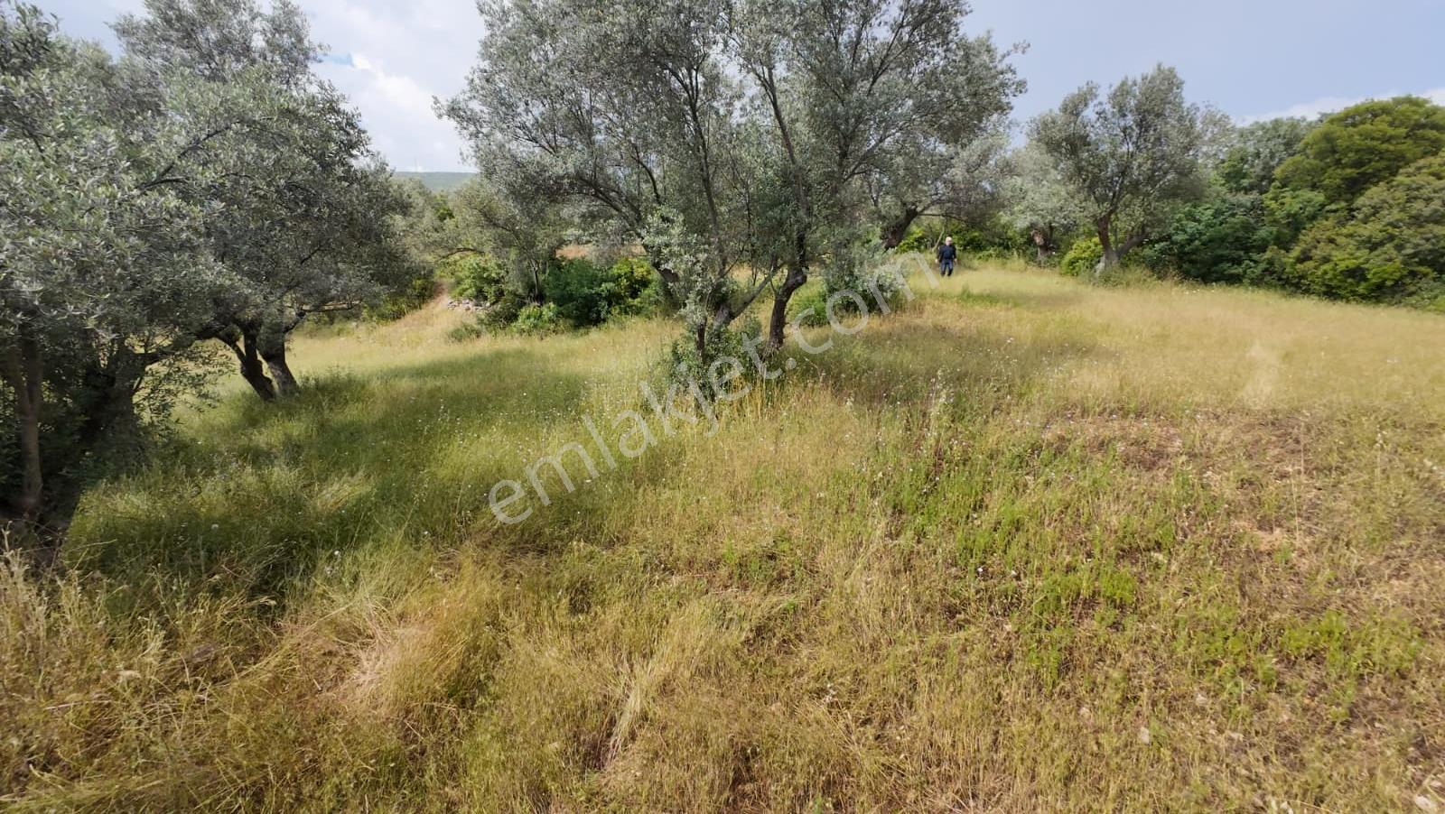 Bornova Erzene "papas Kuyusu" Mevkii 9.780m² Satılık — fotoğraf 3