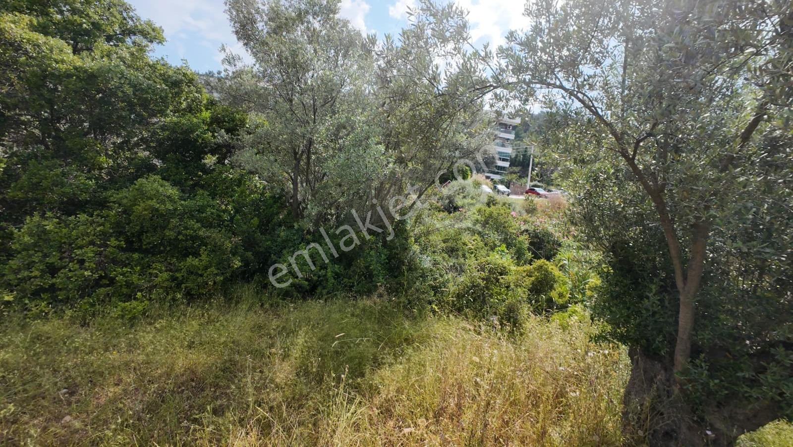 Bornova Erzene "papas Kuyusu" Mevkii 9.780m² Satılık — fotoğraf 4