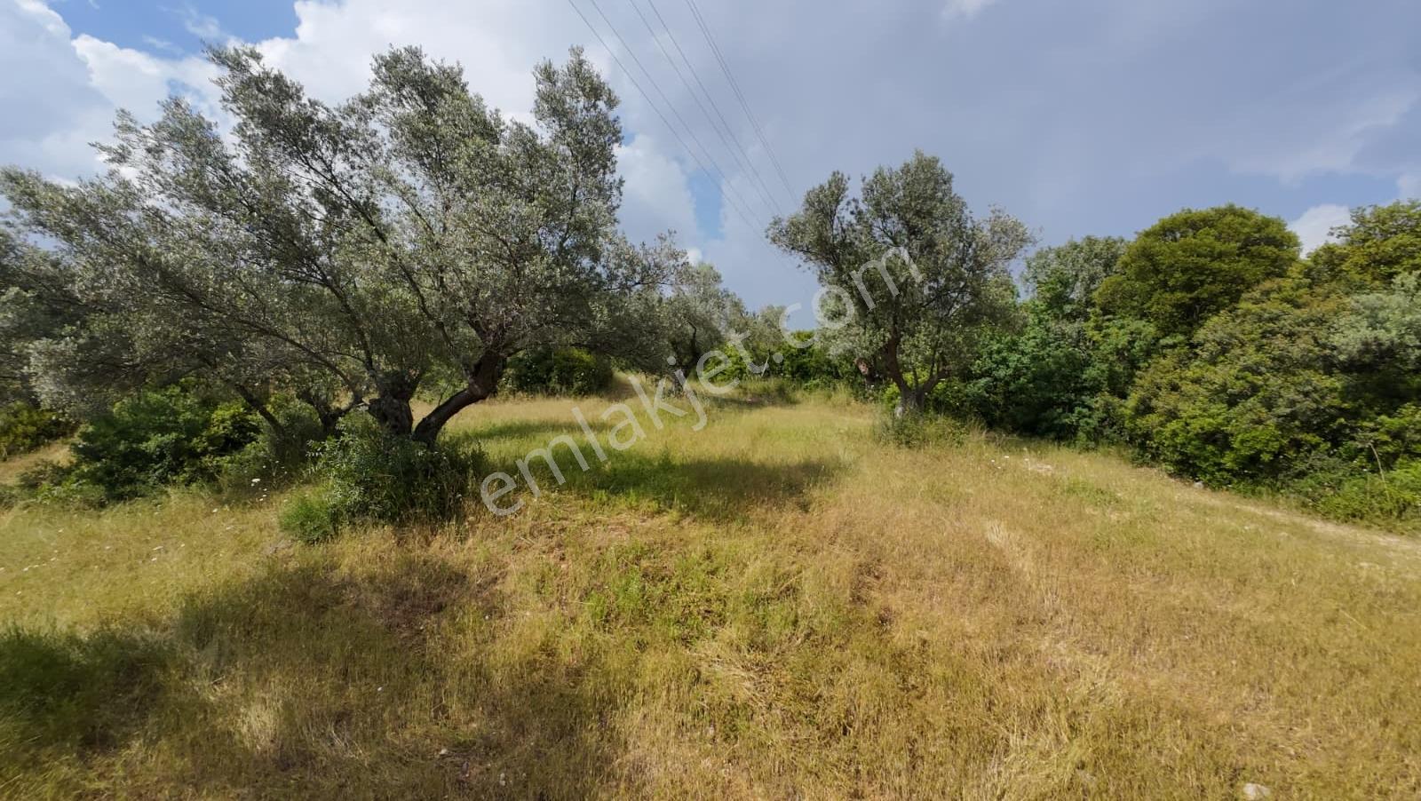 Bornova Erzene "papas Kuyusu" Mevkii 9.780m² Satılık — fotoğraf 5