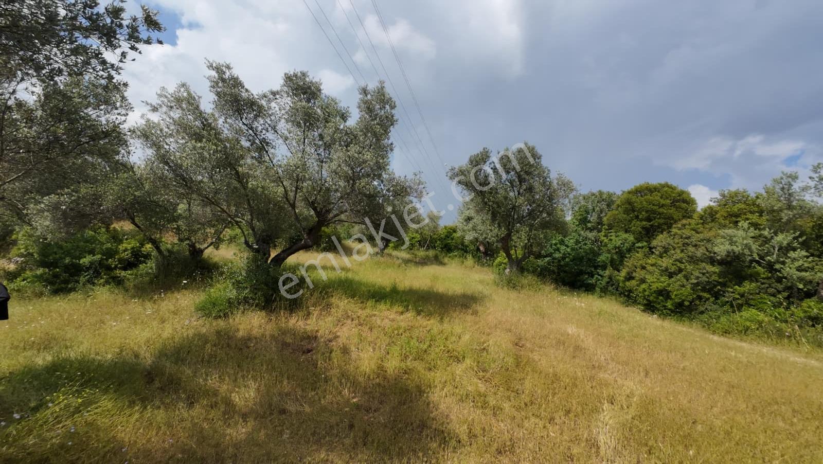 Bornova Erzene "papas Kuyusu" Mevkii 9.780m² Satılık — fotoğraf 6
