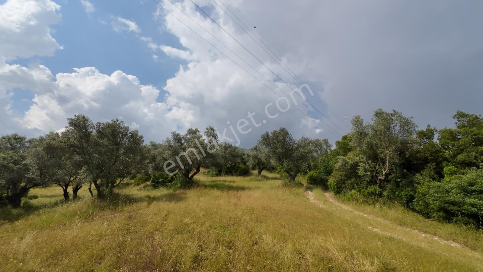 Bornova Erzene "papas Kuyusu" Mevkii 9.780m² Satılık — fotoğraf 7