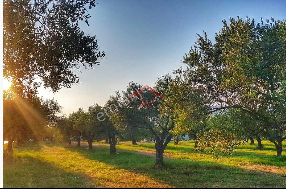 Bursa Karacabey Seyran Satılık 1625 M2 Zeytinlik — fotoğraf 2