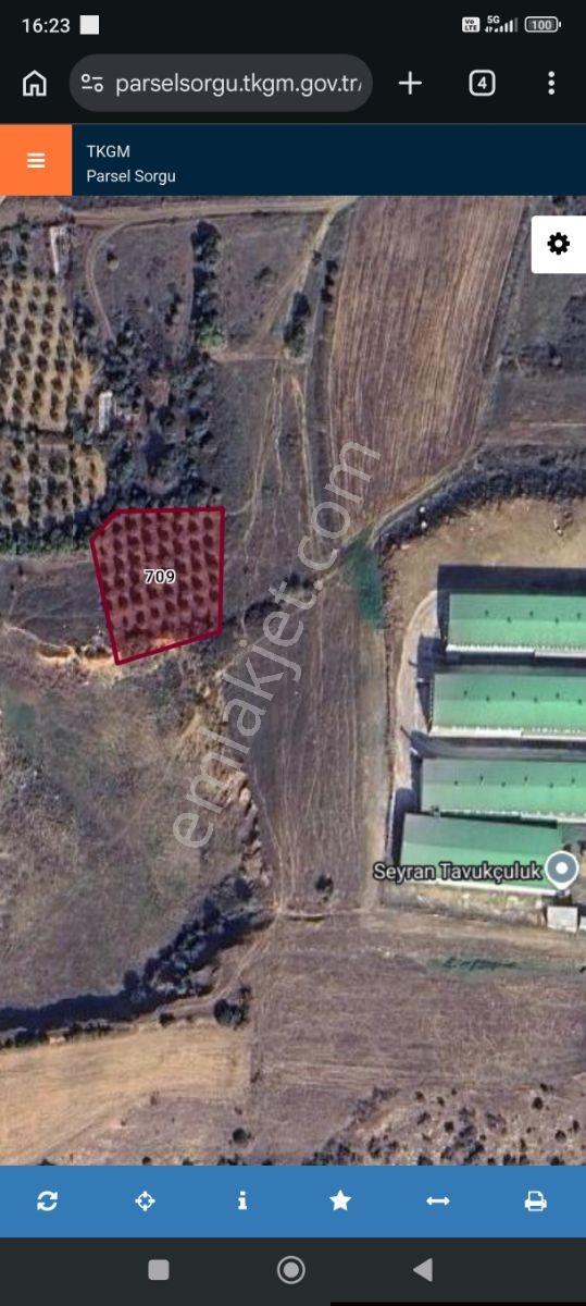 Bursa Karacabey Seyran Satılık 1625 M2 Zeytinlik — fotoğraf 4