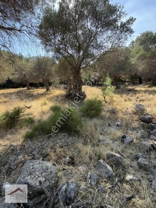 Notıas Real Estate Gayrimenkul'den 433 M2 Zeytinlik — fotoğraf 3