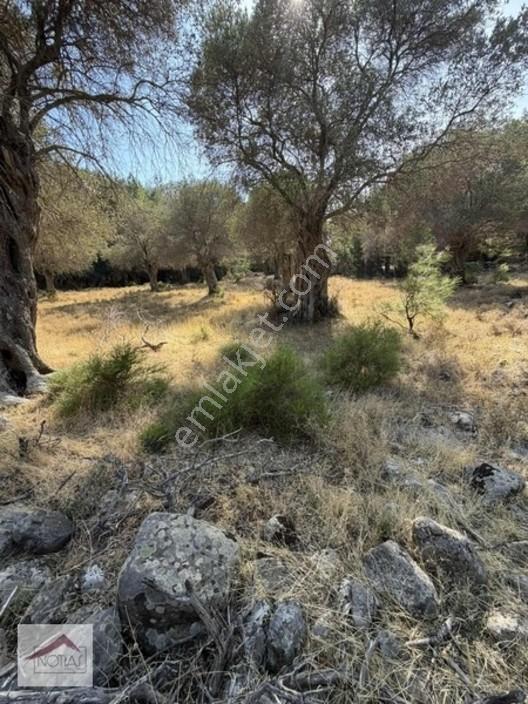 Notıas Real Estate Gayrimenkul'den 433 M2 Zeytinlik — fotoğraf 4
