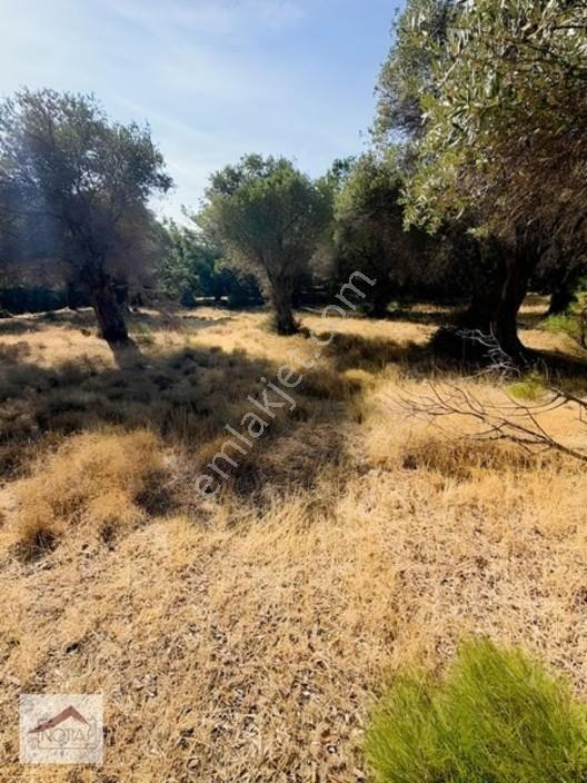Notıas Real Estate Gayrimenkul'den 433 M2 Zeytinlik — fotoğraf 7