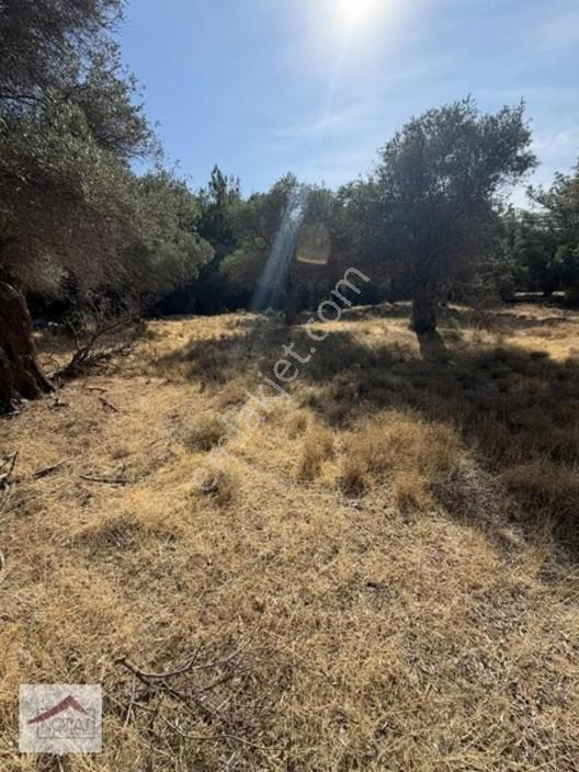 Notıas Real Estate Gayrimenkul'den 433 M2 Zeytinlik — fotoğraf 8