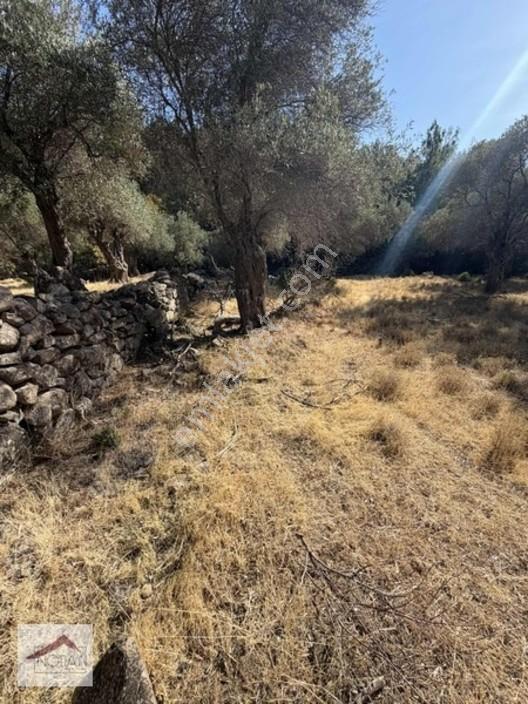 Notıas Real Estate Gayrimenkul'den 433 M2 Zeytinlik — fotoğraf 9