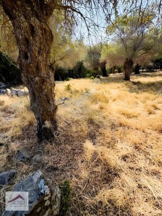 Notıas Real Estate Gayrimenkul'den 433 M2 Zeytinlik — fotoğraf 10