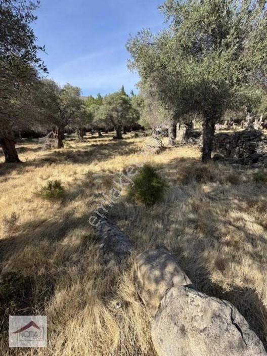 Notıas Real Estate Gayrimenkul'den 433 M2 Zeytinlik — fotoğraf 11