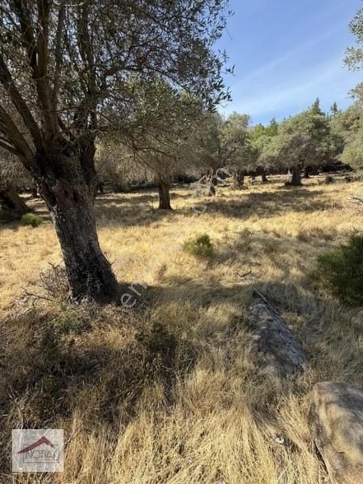 Notıas Real Estate Gayrimenkul'den 433 M2 Zeytinlik — fotoğraf 12