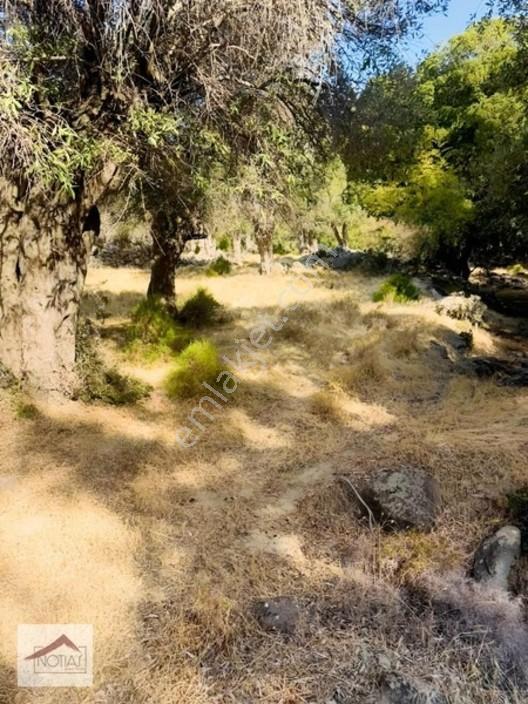 Notıas Real Estate Gayrimenkul'den 433 M2 Zeytinlik — fotoğraf 14