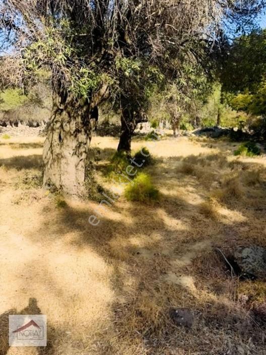 Notıas Real Estate Gayrimenkul'den 433 M2 Zeytinlik — fotoğraf 15