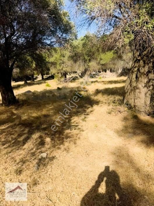 Notıas Real Estate Gayrimenkul'den 433 M2 Zeytinlik — fotoğraf 16