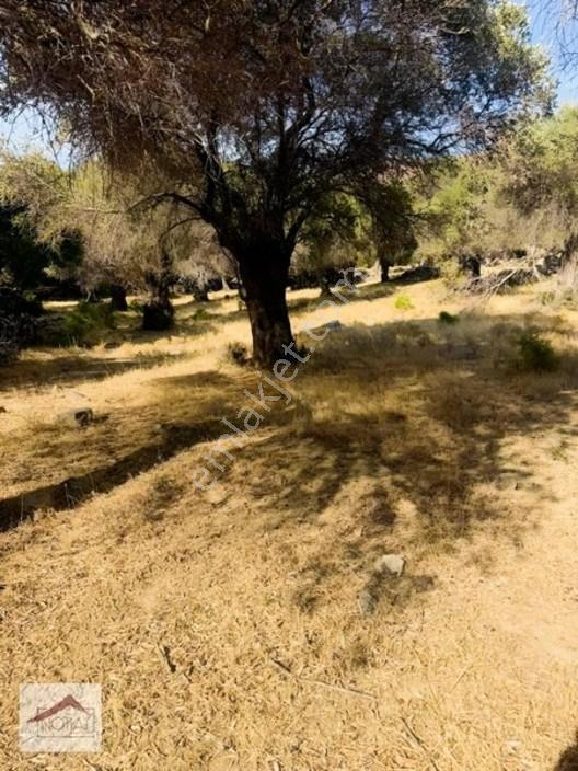 Notıas Real Estate Gayrimenkul'den 433 M2 Zeytinlik — fotoğraf 17