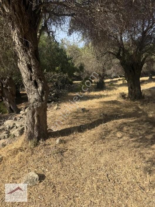 Notıas Real Estate Gayrimenkul'den 433 M2 Zeytinlik — fotoğraf 18