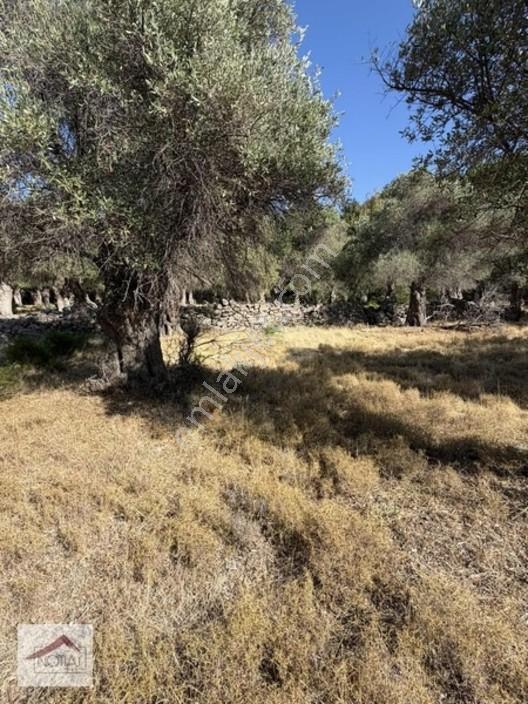 Notıas Real Estate Gayrimenkul'den 433 M2 Zeytinlik — fotoğraf 19