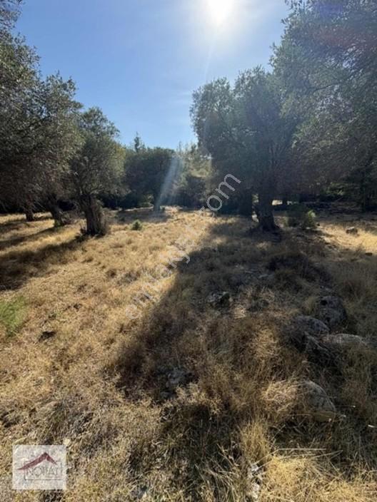 Notıas Real Estate Gayrimenkul'den 433 M2 Zeytinlik — fotoğraf 20