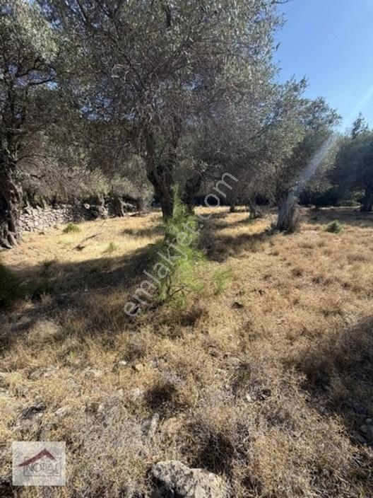Notıas Real Estate Gayrimenkul'den 433 M2 Zeytinlik — fotoğraf 21