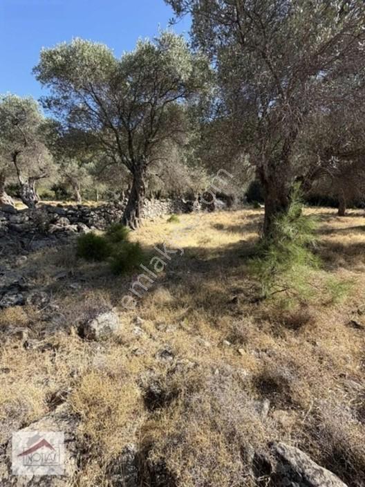 Notıas Real Estate Gayrimenkul'den 433 M2 Zeytinlik — fotoğraf 22