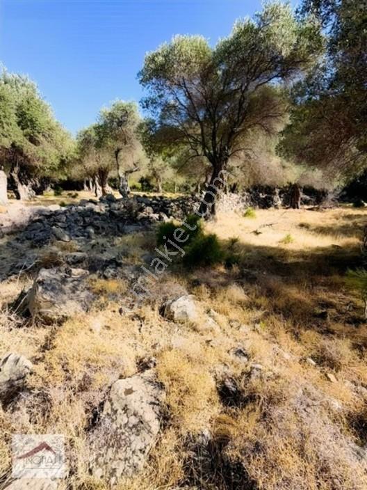 Notıas Real Estate Gayrimenkul'den 433 M2 Zeytinlik — fotoğraf 23