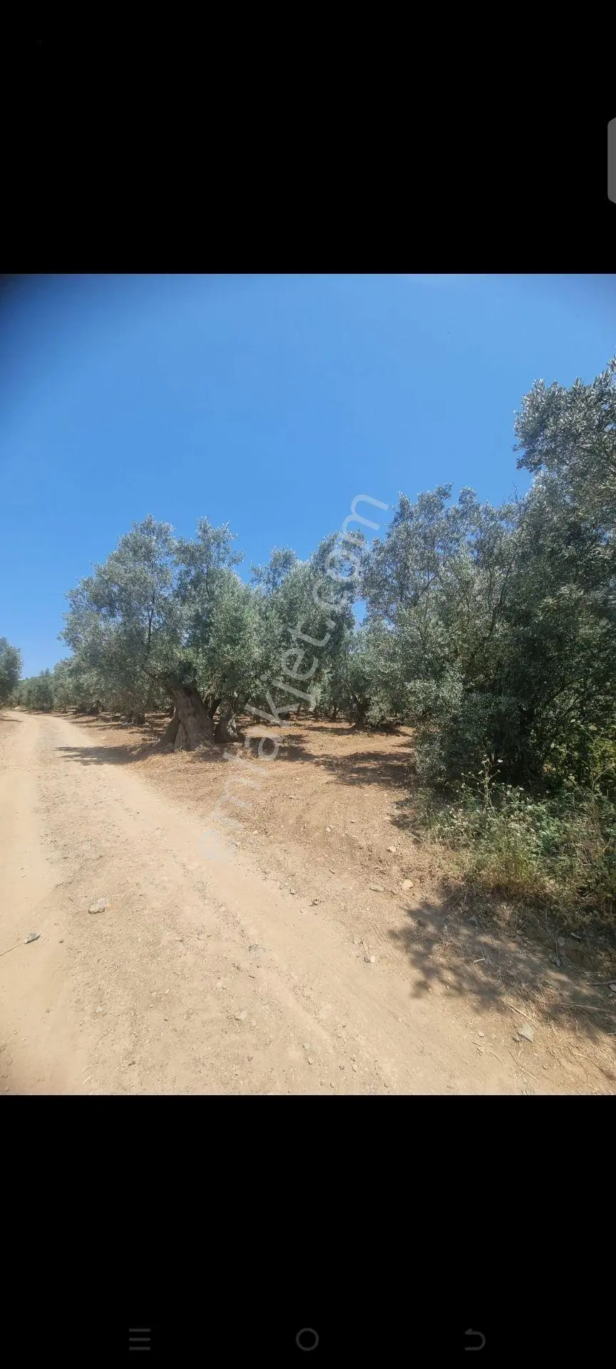 Bursa Mudanya Halil Beyde Satılık Zeytin Bahçesı — fotoğraf 2