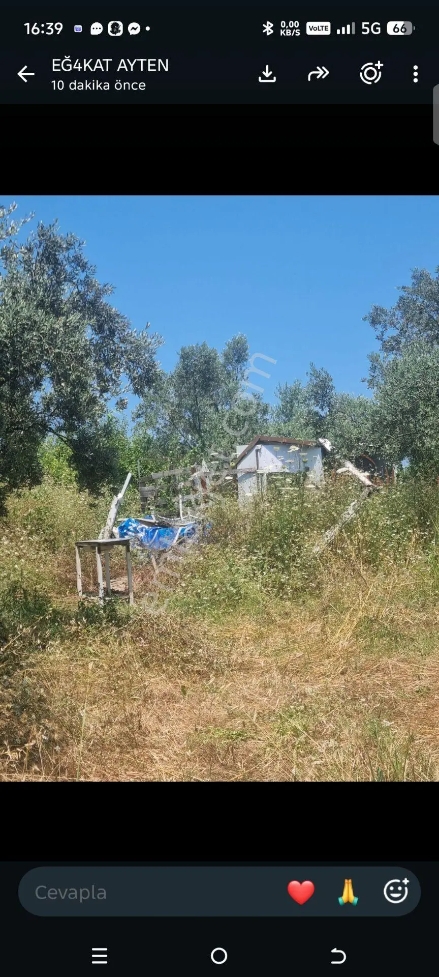 Bursa Mudanya Halil Beyde Satılık Zeytin Bahçesı — fotoğraf 3