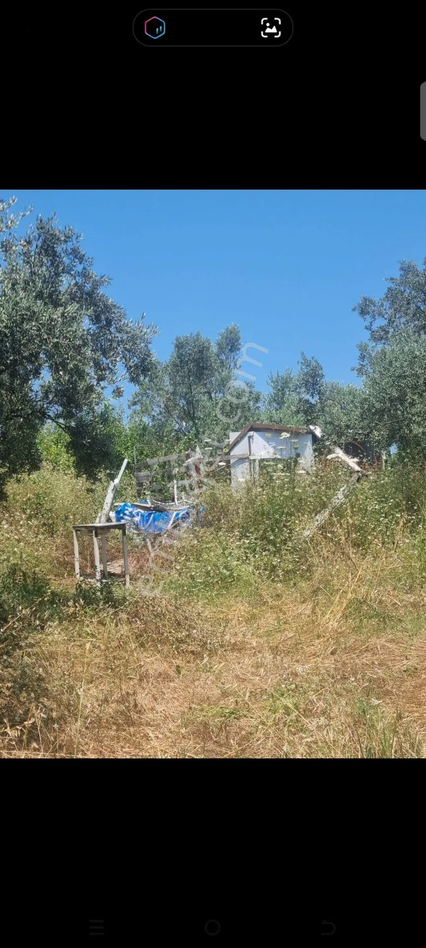 Bursa Mudanya Halil Beyde Satılık Zeytin Bahçesı — fotoğraf 4