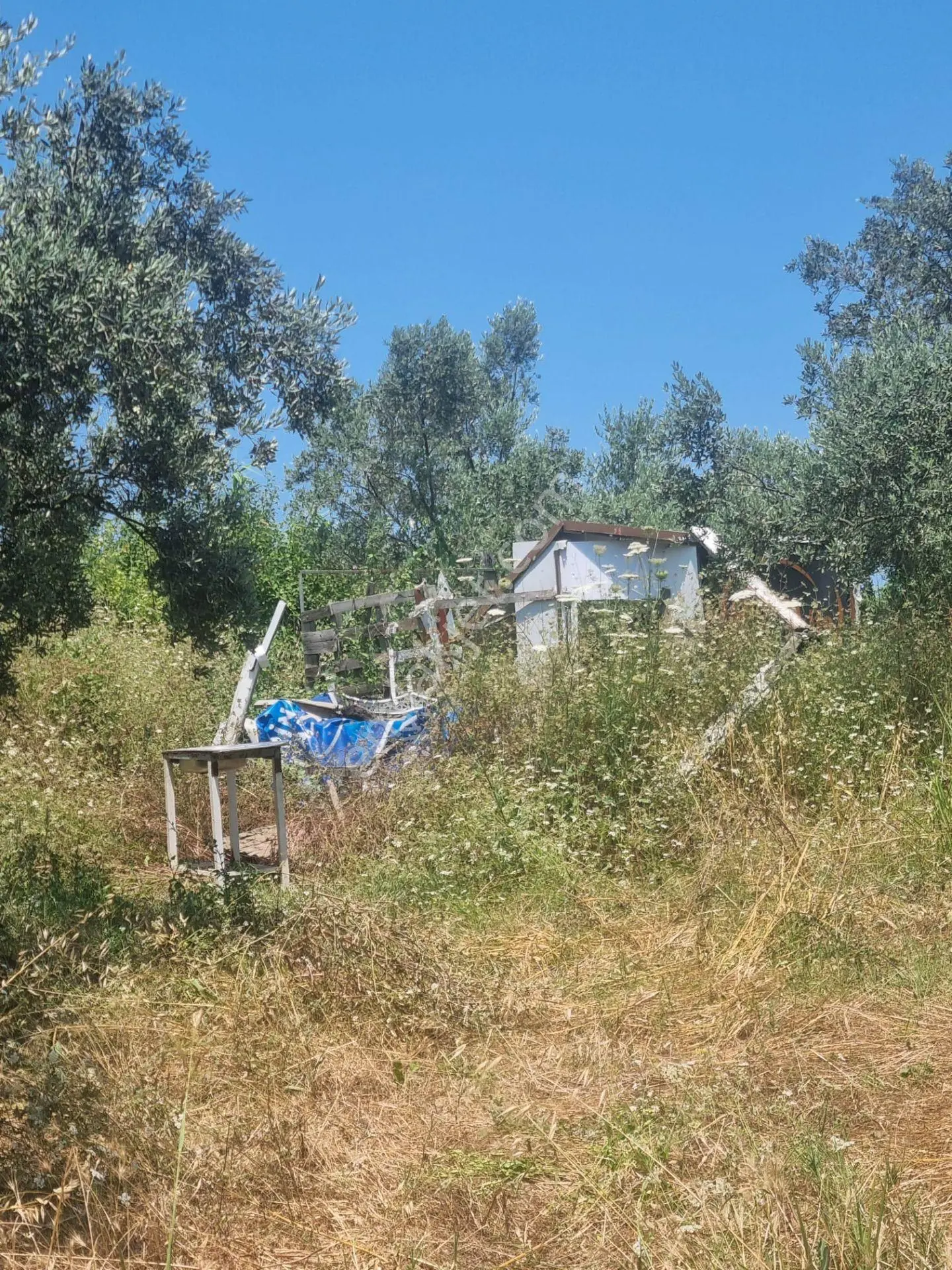 Bursa Mudanya Halil Beyde Satılık Zeytin Bahçesı — fotoğraf 5