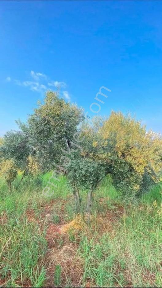 Seydikemer Altidere Mah..Satilik Zeytin Bahçesi
