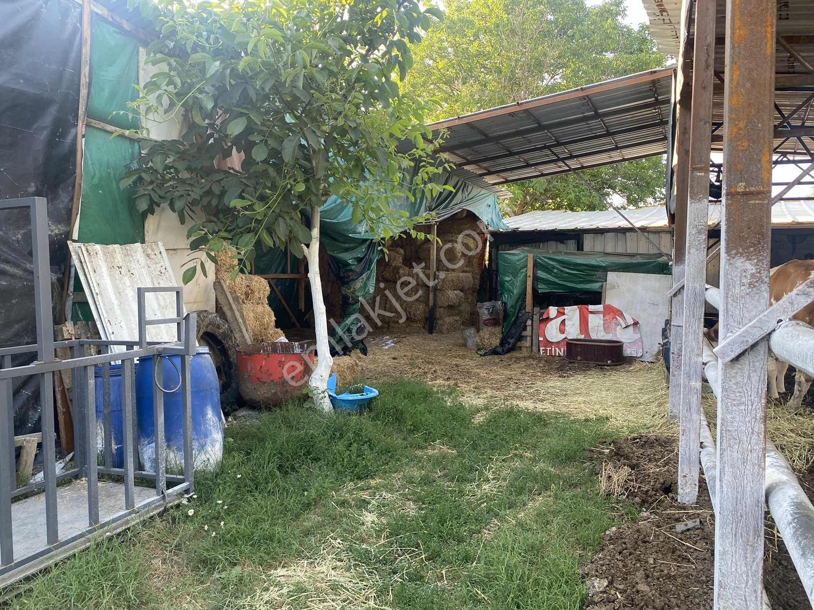 Sakaryada Bu Fiyata Böyle Çiftlik Yok...acil ..acill — fotoğraf 18