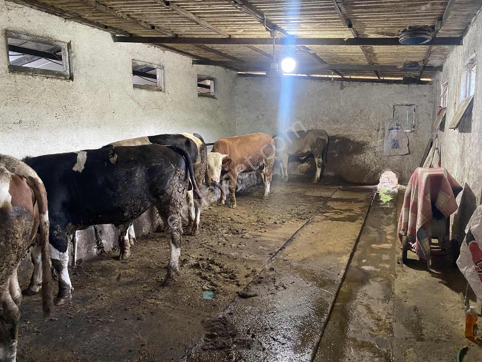 Sakaryada Bu Fiyata Böyle Çiftlik Yok...acil ..acill — fotoğraf 22