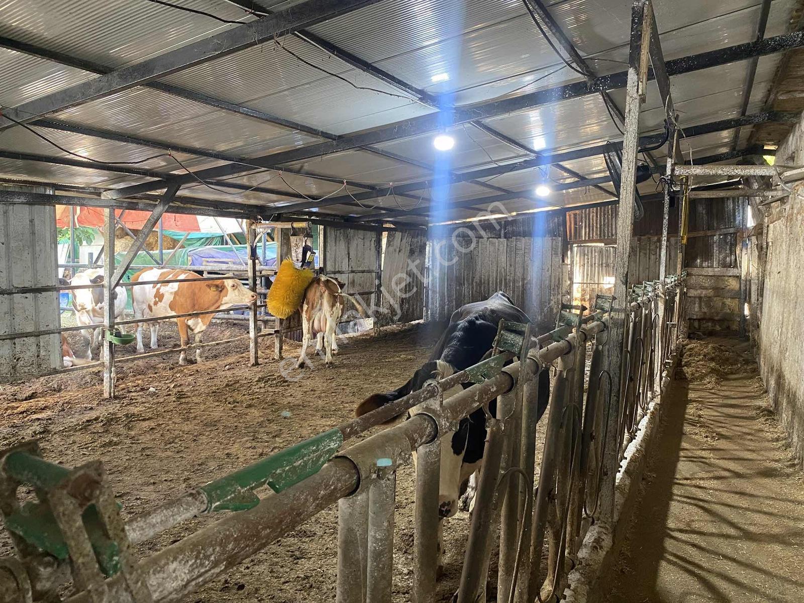Sakaryada Bu Fiyata Böyle Çiftlik Yok...acil ..acill — fotoğraf 23