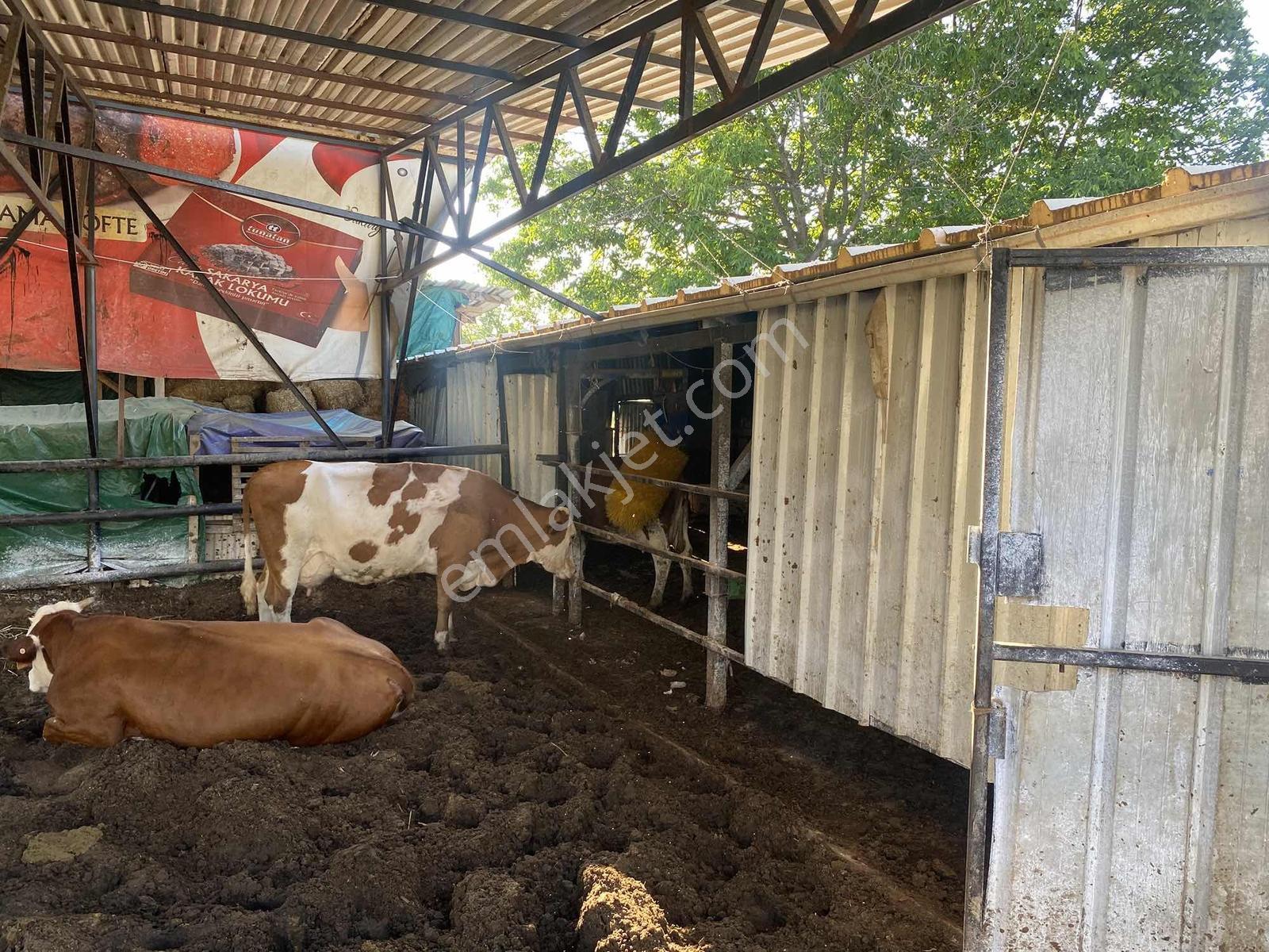 Sakaryada Bu Fiyata Böyle Çiftlik Yok...acil ..acill — fotoğraf 25