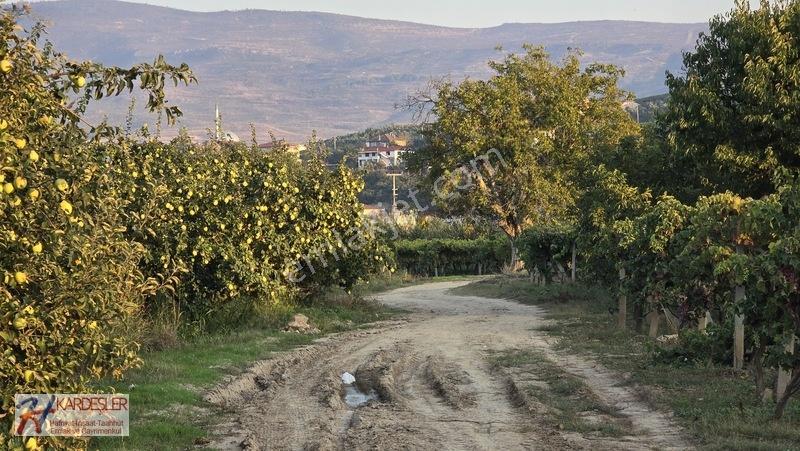 Sakarya P.ova Şeyhvarmaz Mah. Yola Sıfır İmara Yakın Üzüm Bağı — fotoğraf 6