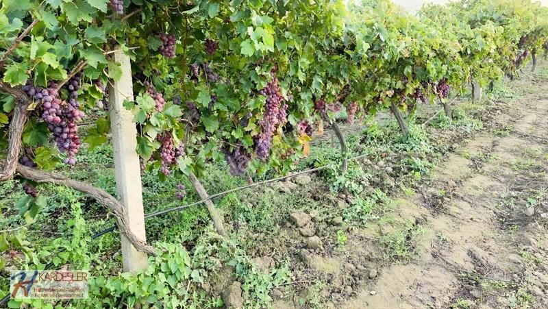 Sakarya P.ova Şeyhvarmaz Mah. Yola Sıfır İmara Yakın Üzüm Bağı — fotoğraf 9
