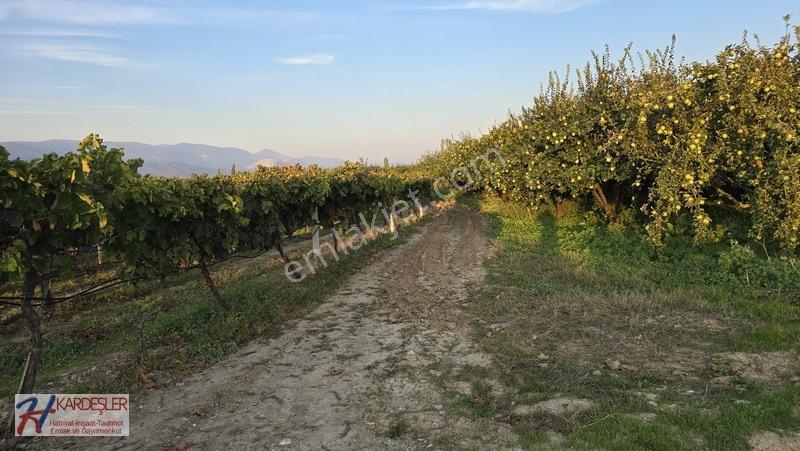 Sakarya P.ova Şeyhvarmaz Mah. Yola Sıfır İmara Yakın Üzüm Bağı — fotoğraf 10