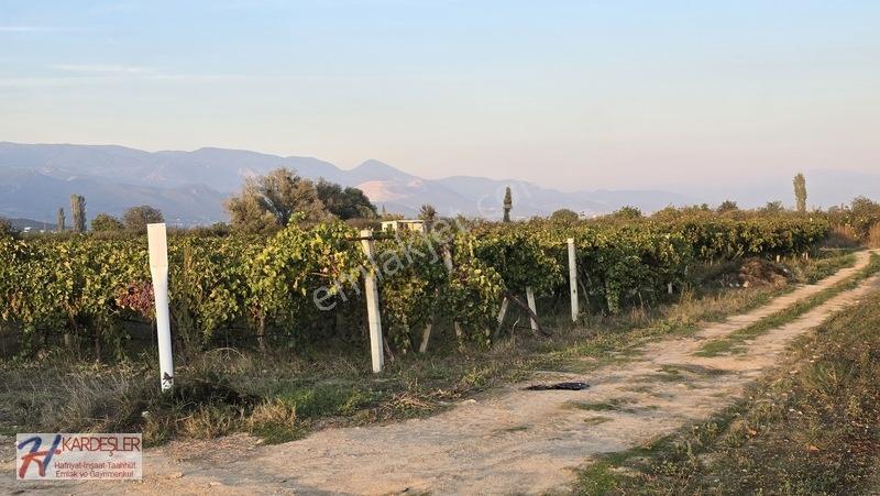 Sakarya P.ova Şeyhvarmaz Mah. Yola Sıfır İmara Yakın Üzüm Bağı — fotoğraf 11