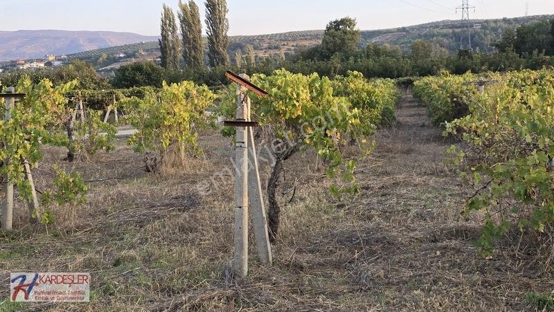 Sakarya P.ova Şeyhvarmaz Mah. Yola Sıfır İmara Yakın Üzüm Bağı — fotoğraf 12
