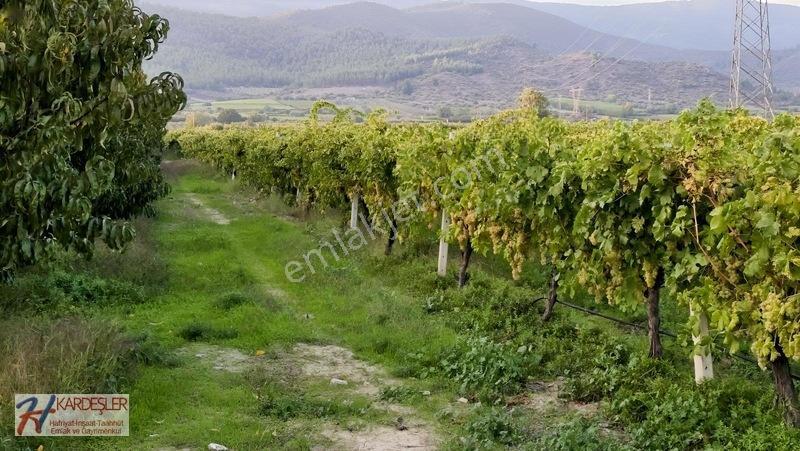 Sakarya P.ova Şeyhvarmaz Mah. Yola Sıfır İmara Yakın Üzüm Bağı — fotoğraf 13