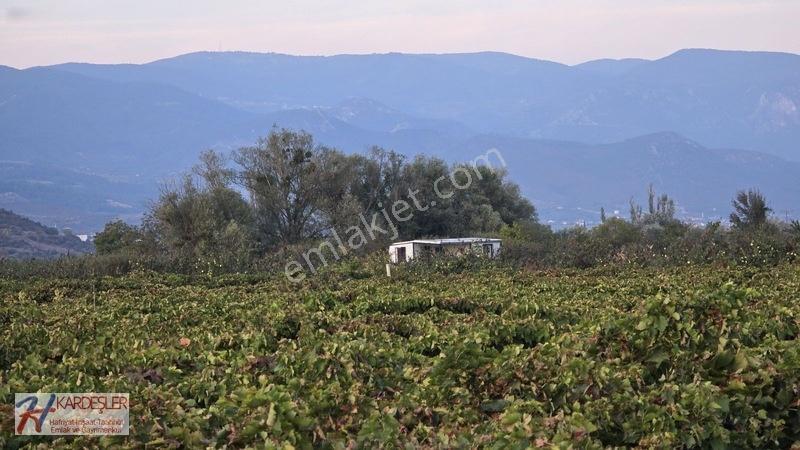 Sakarya P.ova Şeyhvarmaz Mah. Yola Sıfır İmara Yakın Üzüm Bağı — fotoğraf 15