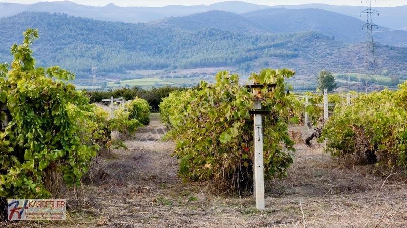 Sakarya P.ova Şeyhvarmaz Mah. Yola Sıfır İmara Yakın Üzüm Bağı — fotoğraf 17
