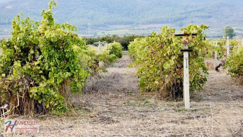 Sakarya P.ova Şeyhvarmaz Mah. Yola Sıfır İmara Yakın Üzüm Bağı — fotoğraf 18