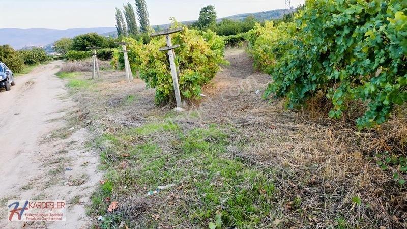 Sakarya P.ova Şeyhvarmaz Mah. Yola Sıfır İmara Yakın Üzüm Bağı — fotoğraf 21